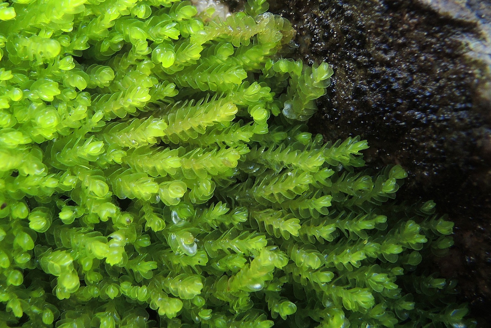 Представитель Семейства Jamesoniellaceae